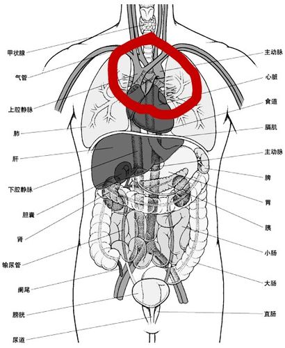 保健养生人体常识 您的回答被采纳后将获得: 系统奖励20(财富值 经验