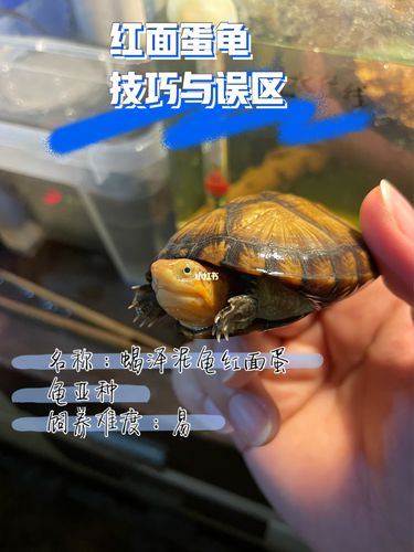 一篇关于红面蛋龟的饲养技巧与认知误区_发色_面泥_乌龟_穿搭_口红