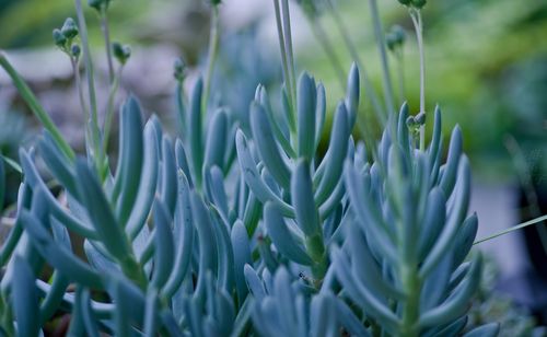 是的 这是蓝松,多肉蓝松 只要你看着 就觉得夏色缭乱的蓝松 就能感觉