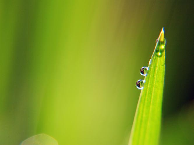 麦苗尖尖上的露珠