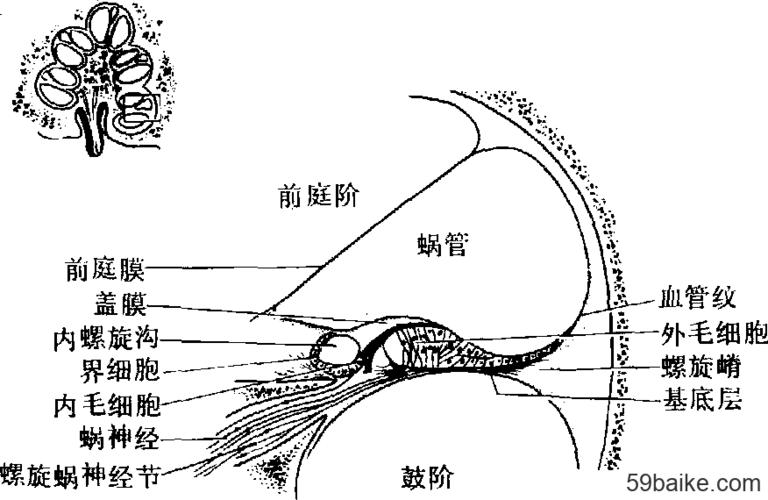 耳蜗断面模式图(图左上为螺旋器) 英文 ear