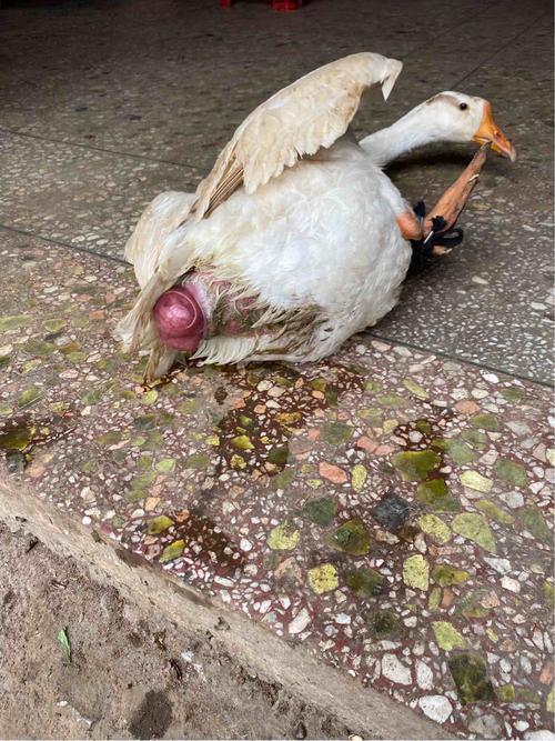 请问母鹅屁股后有这样的一坨还流水是怎么回事呢