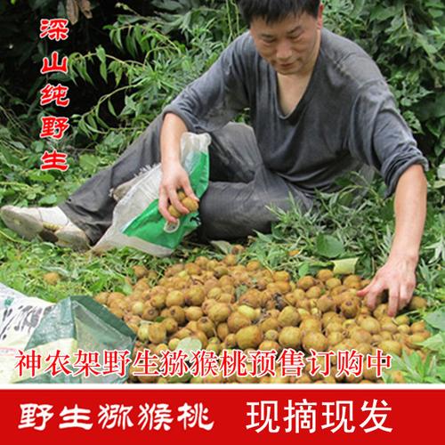 神农架野生猕猴桃绿心纯天然新鲜时令孕妇水果杨桃深山野果奇异果