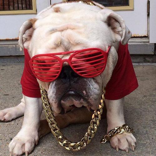 主人家斗牛犬,大金链子小手表,完全一副大佬派头!