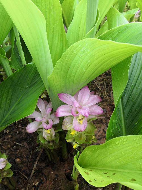 第一次看到姜黄植物 好神奇 好美好美
