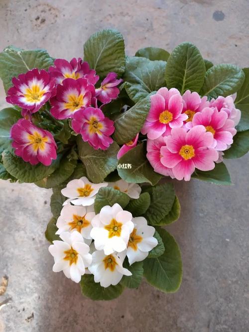 报春花_夏天去哪玩_秋天去哪玩_家居家装_家居装饰