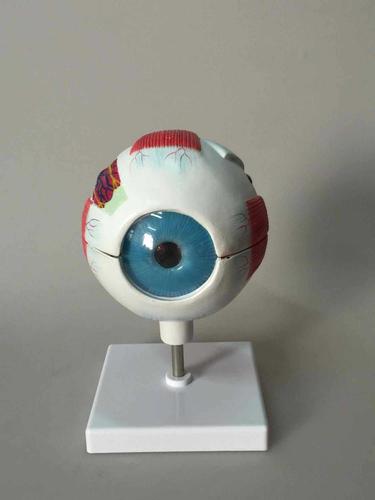 6倍眼球模型 教学模型 人体眼球放大模型 解剖模型 可