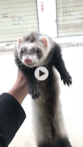 安格鲁貂浣熊色围脖色红眼雪貂