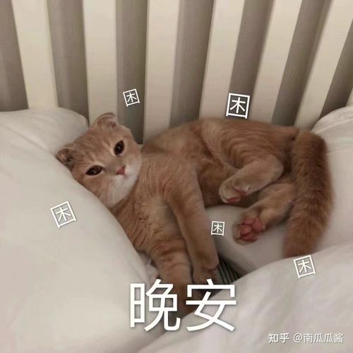 猫猫表情包好希望夏天和你一起来
