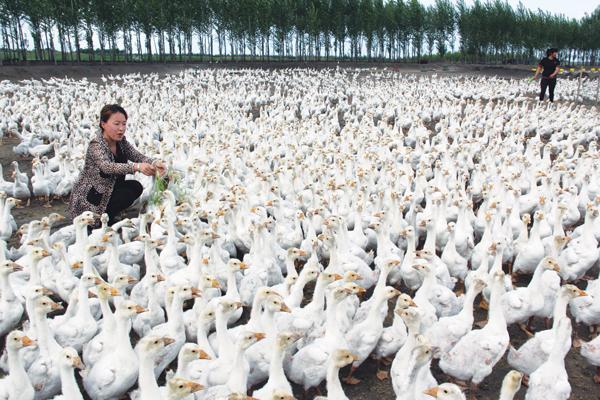 依安县"中国白鹅之乡"