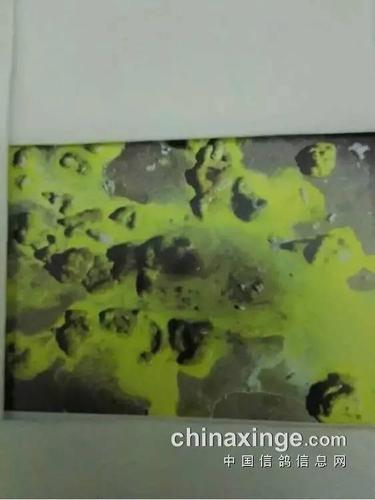 早晨看粪便,最全的鸽粪图片大全,看粪识鸽病,有图有注解有治疗方案,养