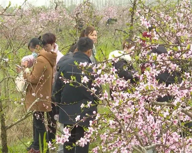 洪湖市第三届桃花节精彩纷呈,外地游客慕名而来