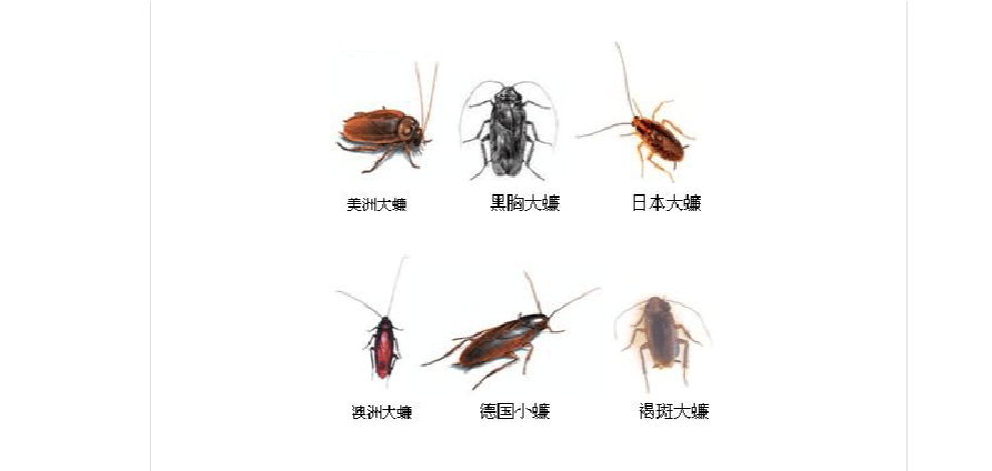 蟑螂图片,蟑螂最怕什么?是气味还是味道?上海灭蟑螂的