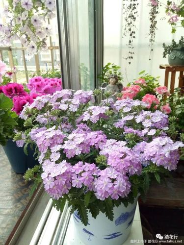 美女樱开爆小阳台!