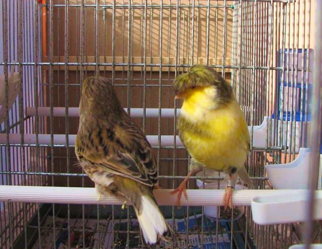 国外一家网站gloster(格洛斯特金丝雀)的介绍