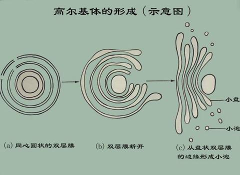 各种花粉粒1         高尔基体,内质网的超微结构及液泡的形成过程