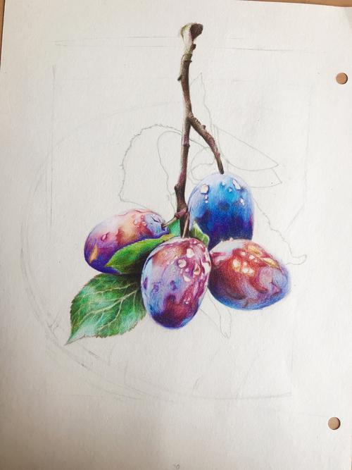 彩铅画西梅附过程