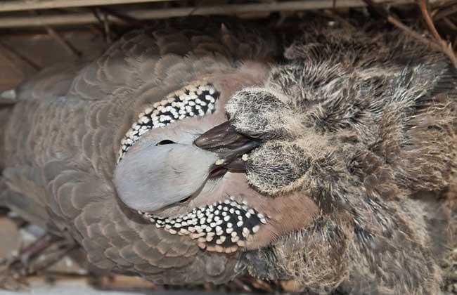 珠颈斑鸠是保护动物吗