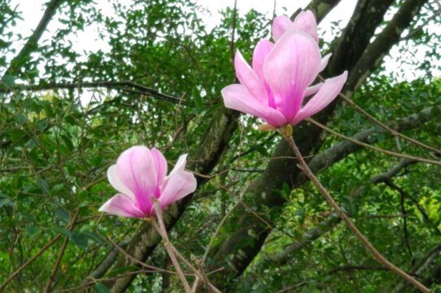 花开两朵,并蒂连枝