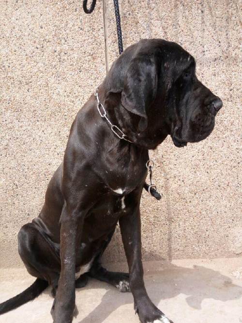 供求                       黑丹带胎40天价格4000 有意电微