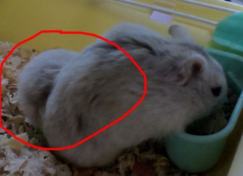 仓鼠后腿鼓起来是怎么了!