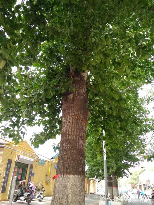 枝繁叶茂沐日月, 盘根错节沃土中. 十年长成参天树, 百年至坚雄伟峰.