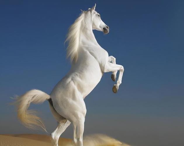 我军缴获一匹白马贺老总急命找回马主人派一个师去找