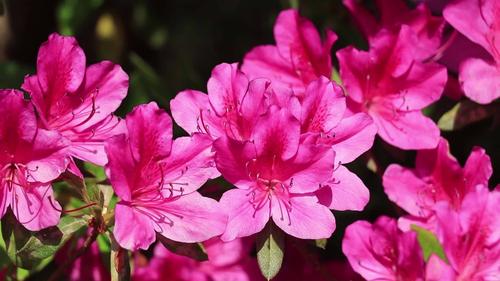 海棠花杜鹃花_1920x1080_高清视频素材下载(编号:)