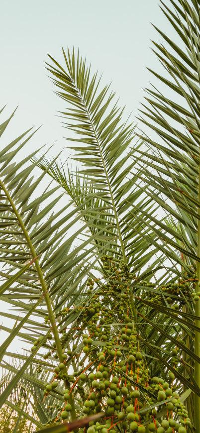 林刺葵手机壁纸