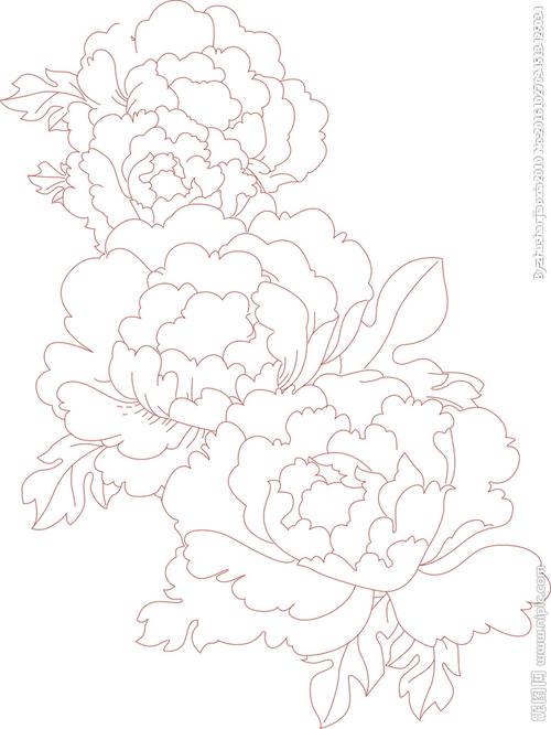 牡丹花线条图片