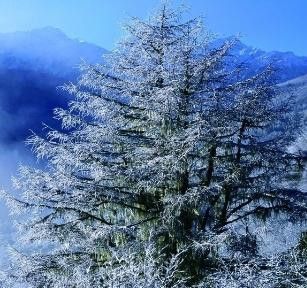 喜马拉雅雪松照照(帝王如松柏,松柏却未必全如帝王—《妃嫔这职业》)