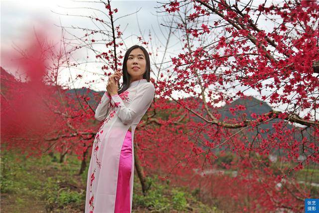 连州桃花岛沉醉在三月桃花盛开的季节各地游客邂逅浪漫桃花