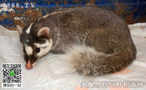 野生狗獾子多少钱一只狗獾子的生活习性