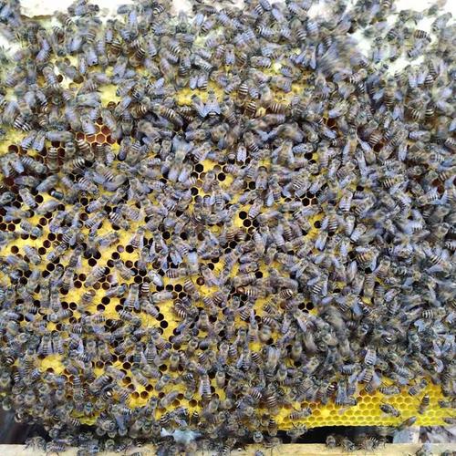 蜂群中蜂笼蜂蜂种授x粉蜜蜂中华蜂活体活群出售活蜜蜂群带王带子