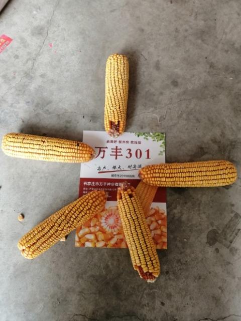 最新审定玉米种:万丰301!红轴!大棒!高抗倒!抗旱!抗病!产量高!