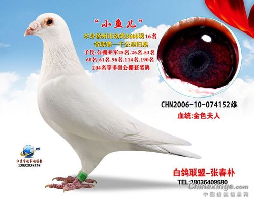 功勋白雄小鱼儿的戎马半生-中信网信鸽园地