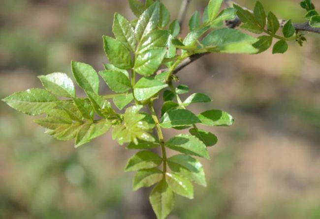 花椒芽其实是花椒树发芽期幼嫩的芽叶,油亮鲜绿,吃起来麻香味美,别有