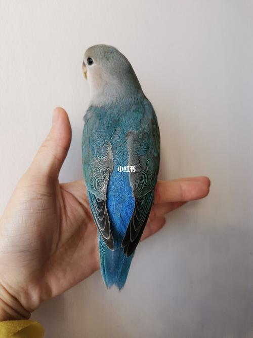 牡丹鹦鹉手养断奶蓝银顶一只_牡丹_断奶_手养牡丹鹦鹉