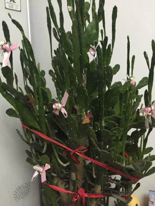 仙人掌千手观音植物图片