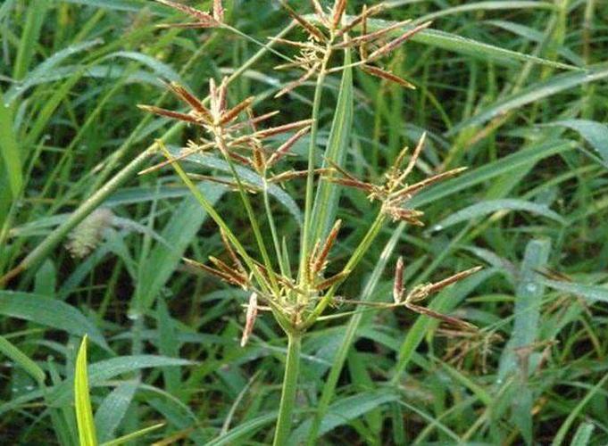 干燥后的根茎称为"香附",牛羊都不喜欢的野草,城里一斤14元