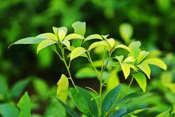巴马甜茶,高糖人群的一种希望