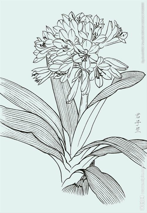 君子兰线描 君子兰白描 君子兰图片
