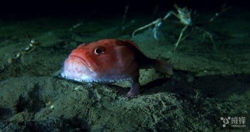 bbc新纪录片《蓝色星球2》怪鱼:身上长脚 在海中自如走动