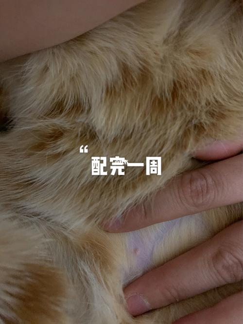 猫咪怀孕记录20天变化_怀孕_猫咪_孕吐_猫咪怀孕_宠物