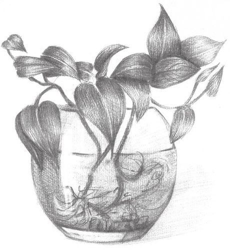 素描水培绿萝的绘画教程(4)