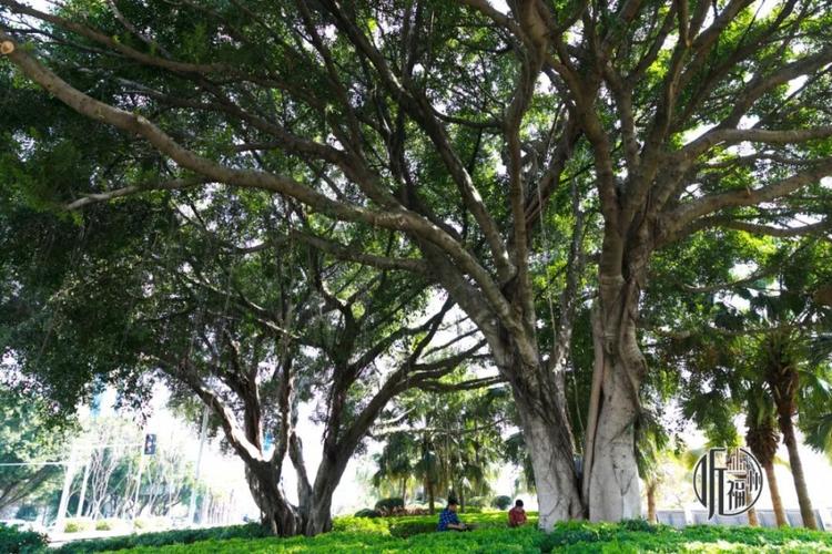 听福州|满城榕树,竟和这座雕塑有关