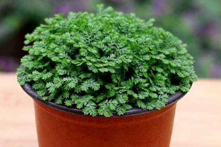 珊瑚蕨的养殖方法和注意事项