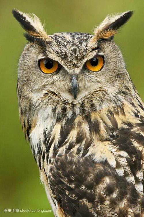 双目的分布,面盘和耳羽使本目鸟类的头部与猫极其相似,故俗称猫头鹰