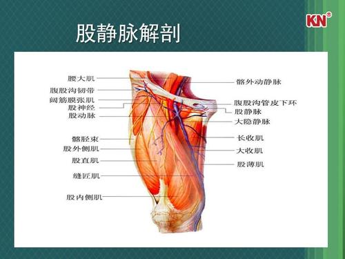 股静脉采血技巧