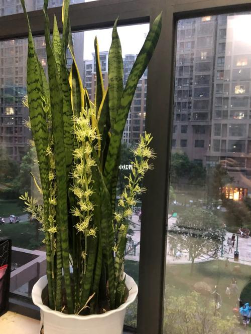 虎皮兰开花了_家装_家居_家居装饰_家居家装_家居装饰